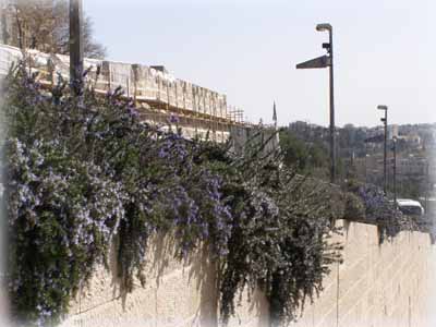 Заросли кустов розмарина в Иерусалиме